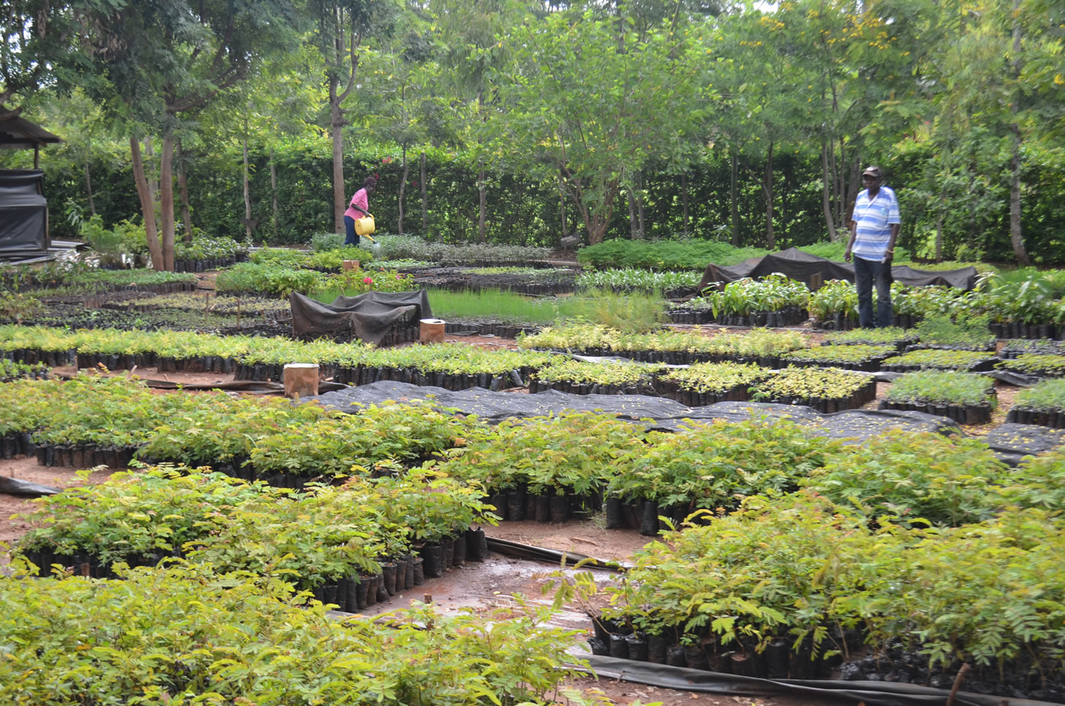 Project's Tree Nursery