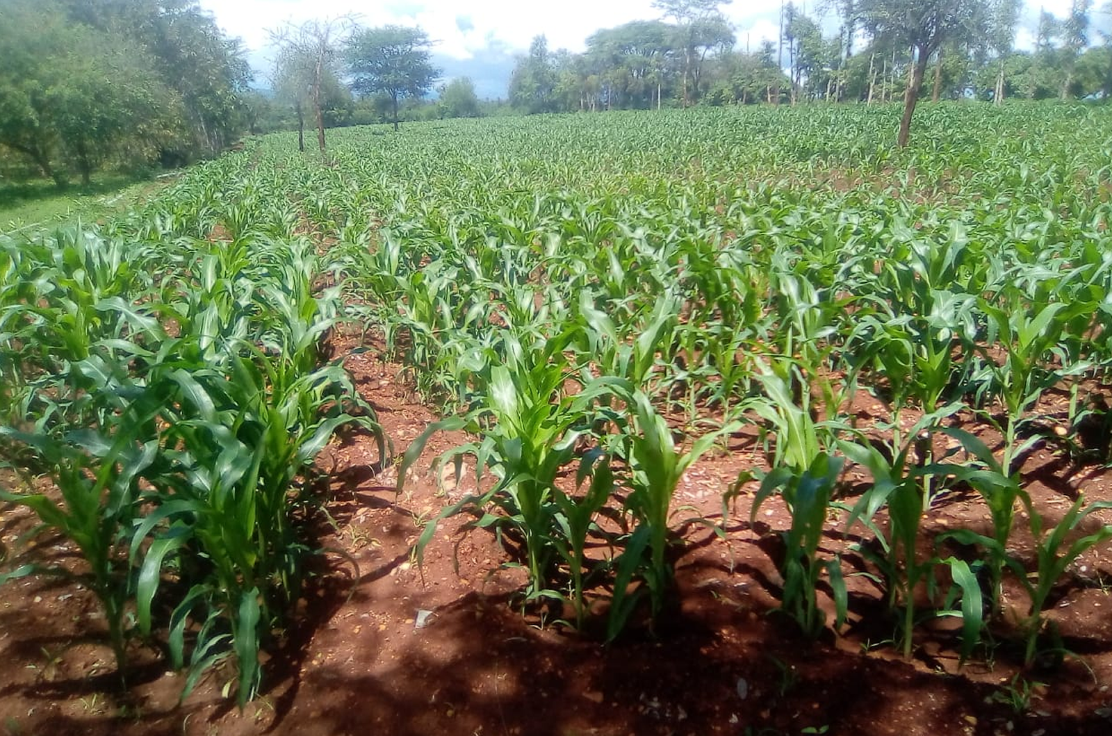 Maize crop at Makindu Farm