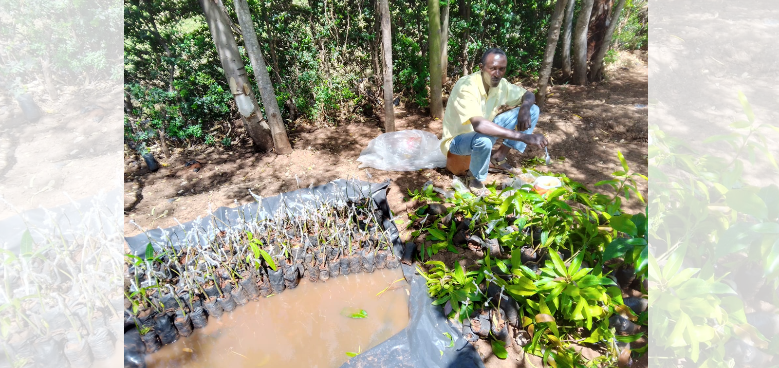 Ongoing grafting of mangoes at tree nursery