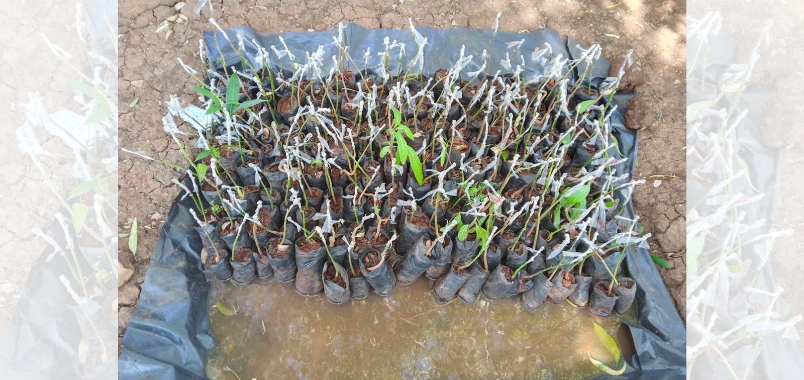 Ongoing grafting of mangoes at tree nursery.