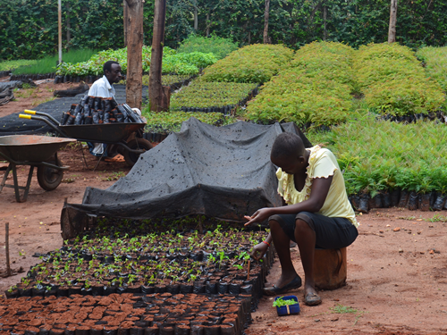 Seedlings at Tree Nursery