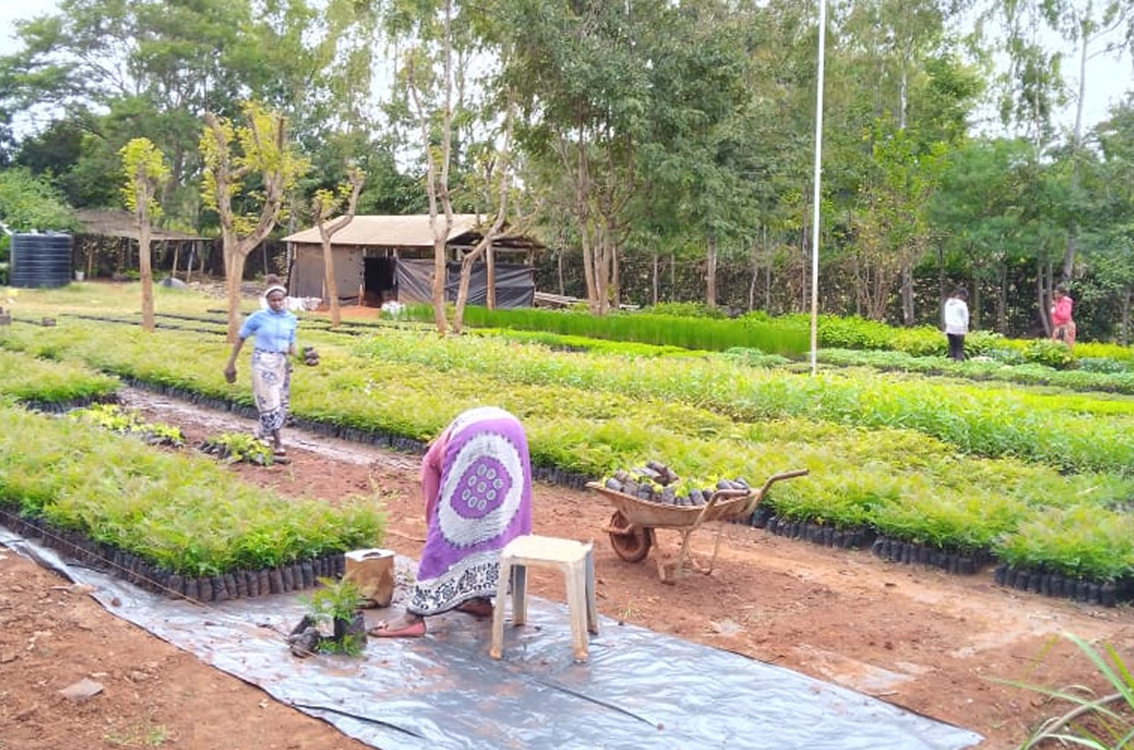 Casual workers at the Tree Nursery Plot