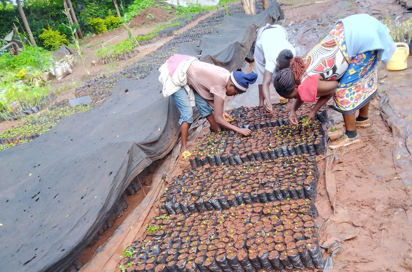 Casual workers at the Tree Nursery Plot