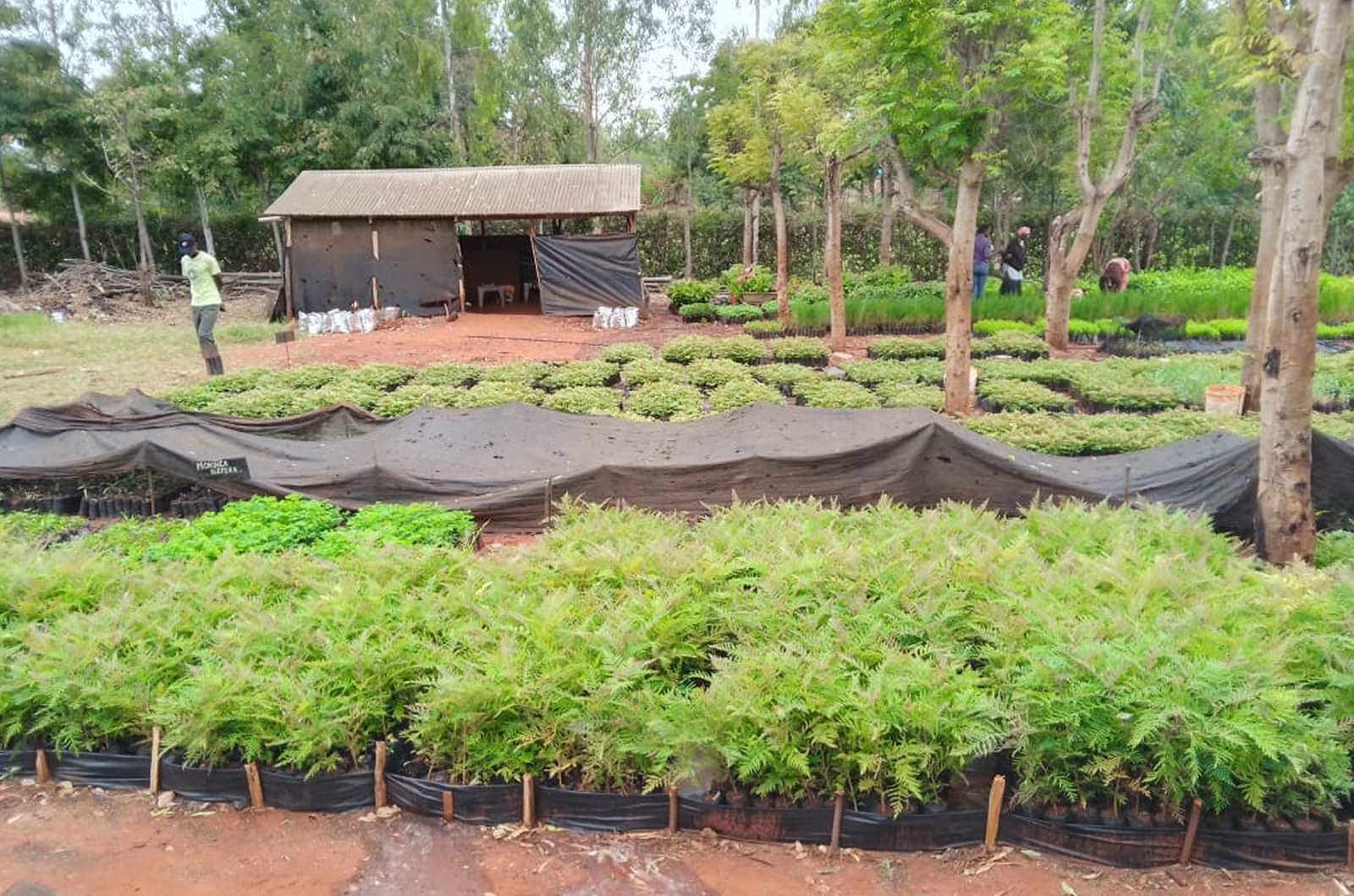 Seedlings at Tree Nursery