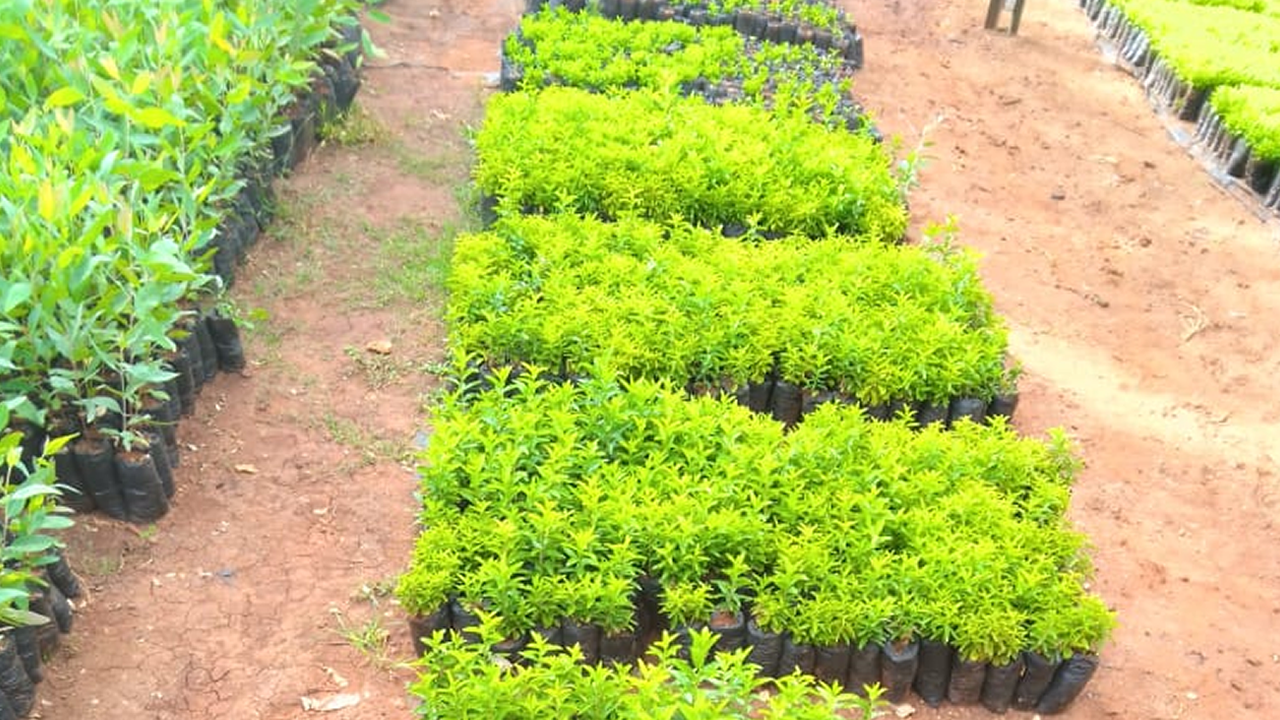 Ongoing works at tree nursery.