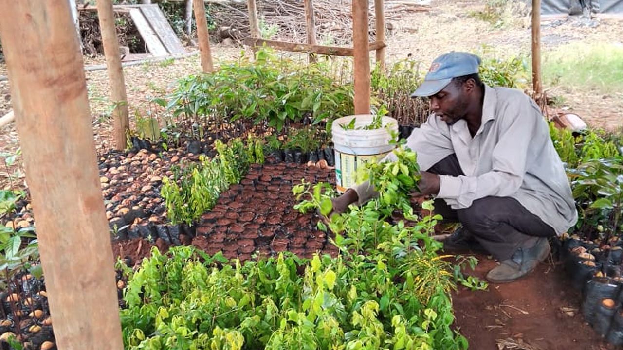 Ongoing works at Tree Nursery