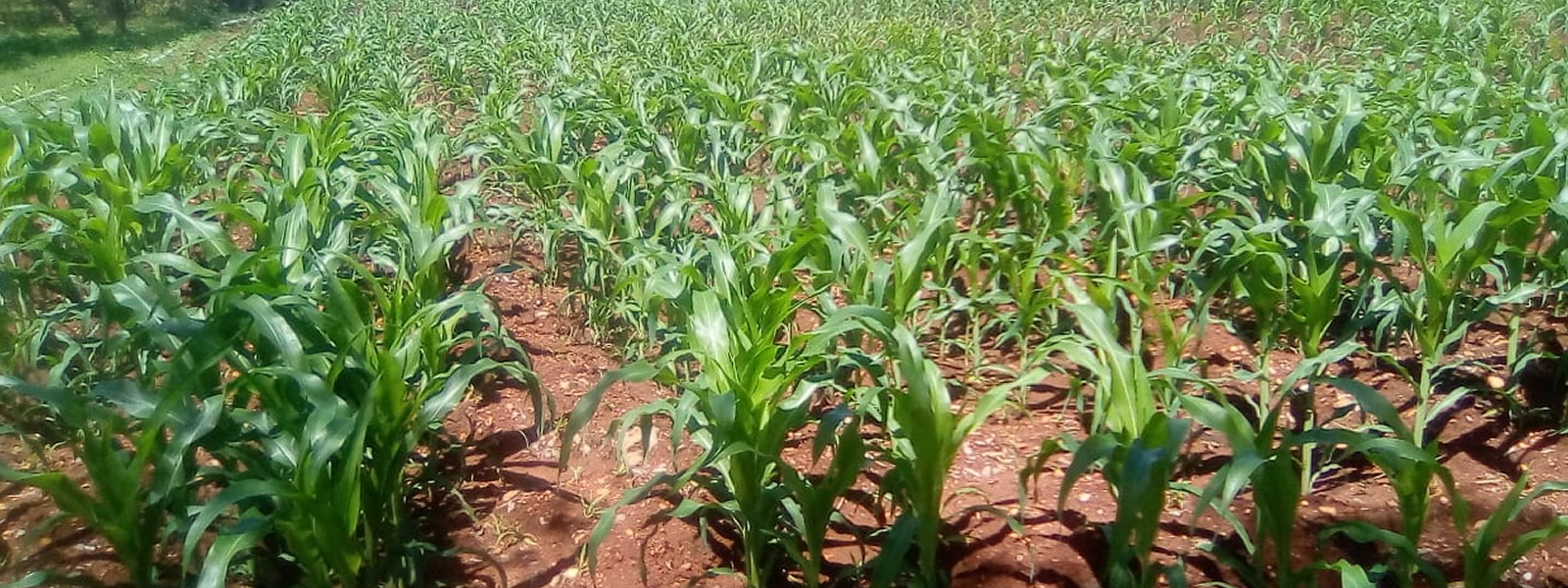 Maize crop at Makindu Farm