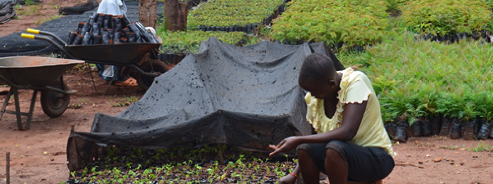 Seedlings at Tree Nursery