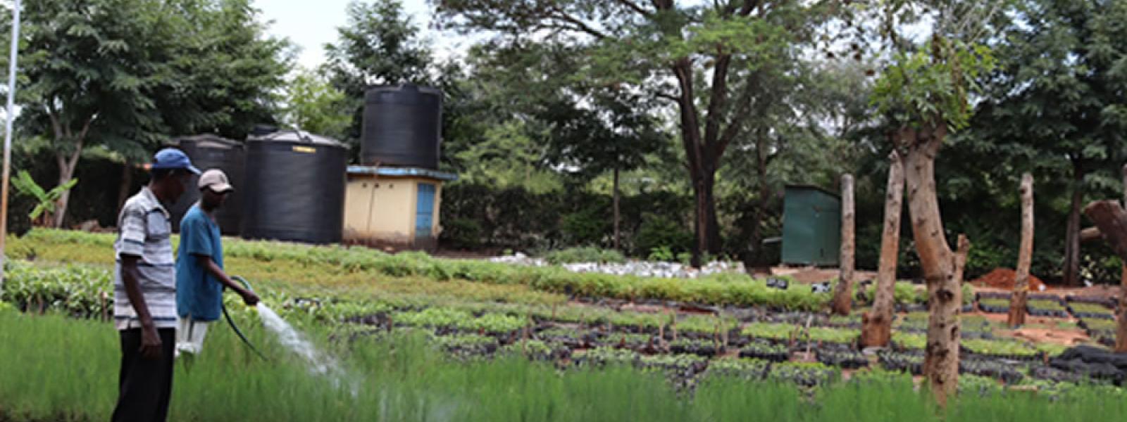 Ongoing watering of seedlings at the project's tree nursery.