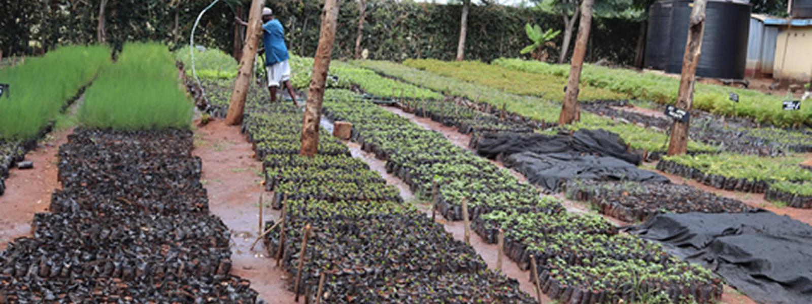 Ongoing watering of seedlings at the project's tree nursery