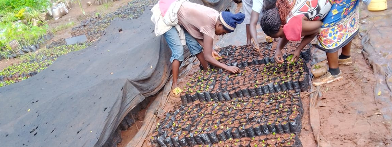 Casual workers at the Tree Nursery Plot