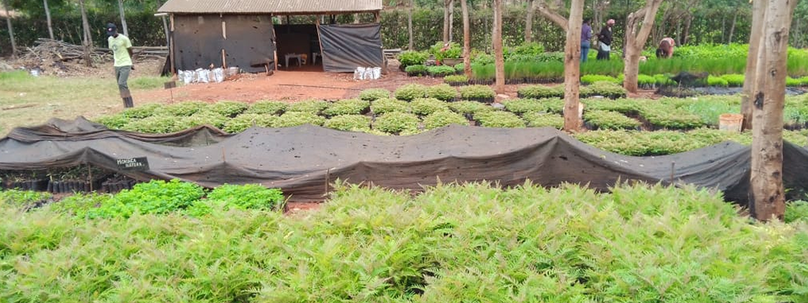 Seedlings at Tree Nursery